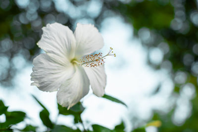 Close-up of white flowering plant