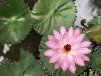 Close-up of pink flower