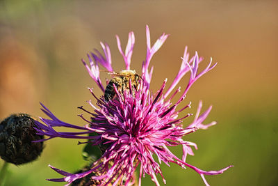 Close-up of butterfly on purple flower