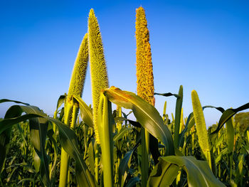 Flowers on the ears of millet in the blue sky background,rajasthan india