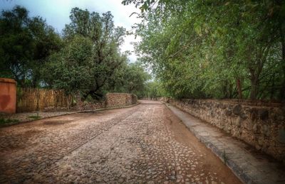 Road passing through forest