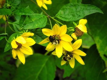 Close-up of bee pollinating on yellow flower