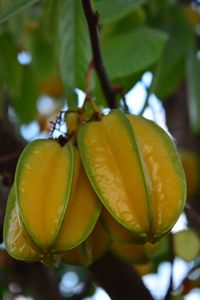 Close-up of fruits on tree