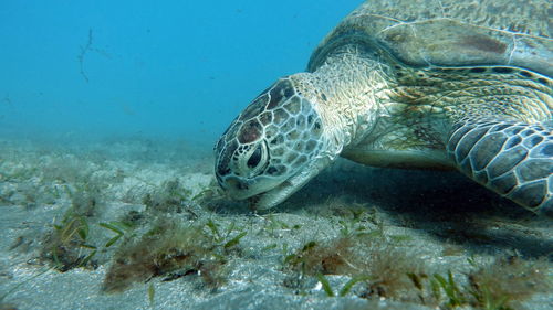 Close-up of turtle swimming in sea