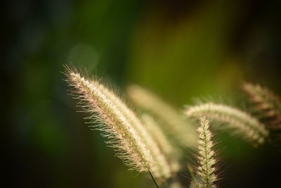 Close-up of stalks against blurred background