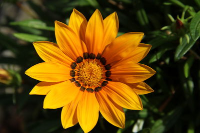Close-up of yellow flower