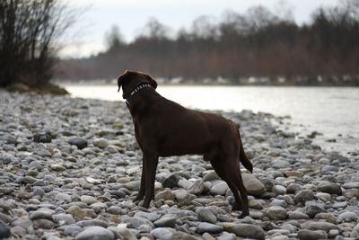 Dog standing on pebbles at beach