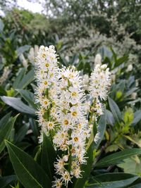 Close-up of flowers blooming outdoors