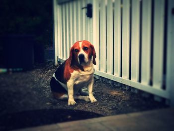 Dog on street