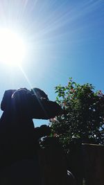 Low angle view of tree against sky