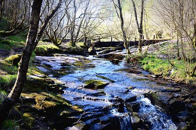 River passing through forest