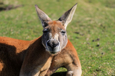 Close-up portrait of kangaroo