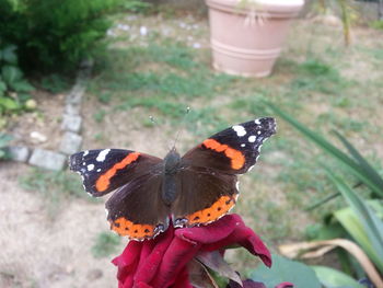 Close-up of butterfly on flower