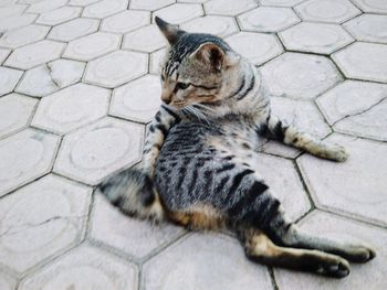 High angle view of tabby cat on footpath