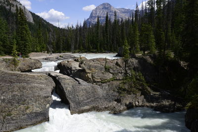 Scenic view of stream flowing through rocks in forest
