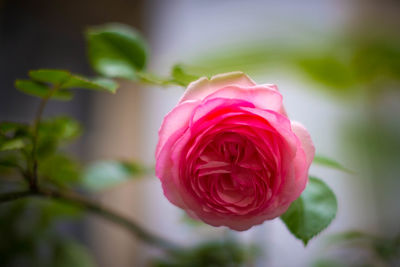 Close-up of pink rose