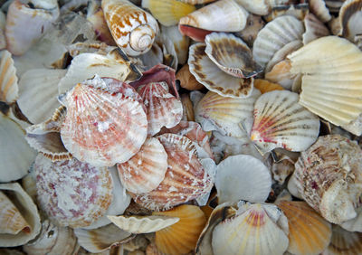 Full frame shot of seashells