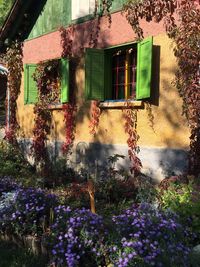 Plants growing in house