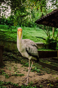 Bird standing in a forest