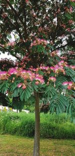 View of flowering plants in park