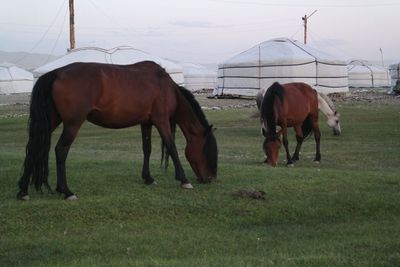 Horses grazing on grassy field