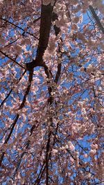 Low angle view of cherry blossoms against sky