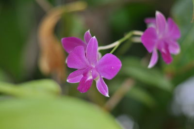 Close-up of pink flowering plant
