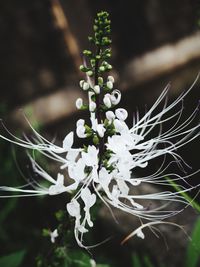 Close-up of white flowering plant