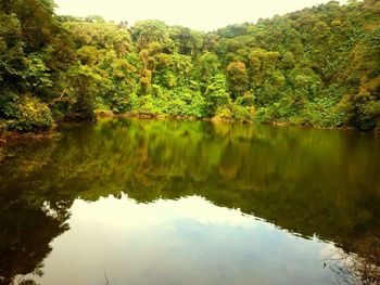 Scenic view of lake against trees in forest