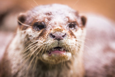 Otter head