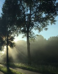 Trees on field