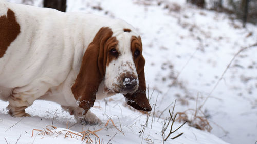 Dog looking away on snow field