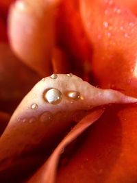 Close-up of wet red flower