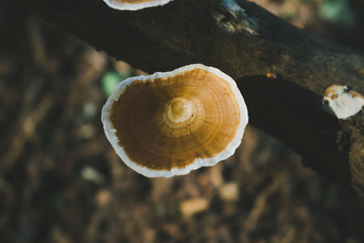 Close-up of snail