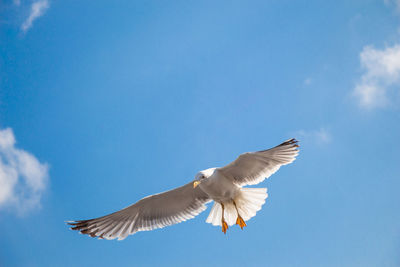 Low angle view of seagull flying in sky