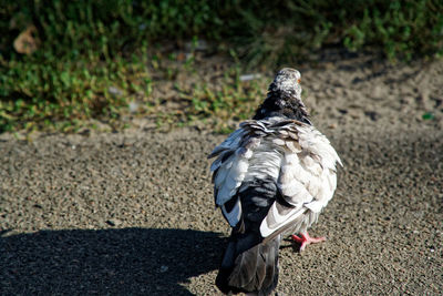 Close-up of pigeon perching on road