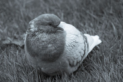 Close up of pidgeon low level macro view wild bird showing reflective grey feathers head and eyes