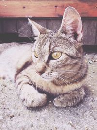 Portrait of cat lying down