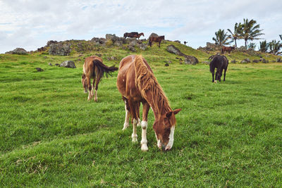 Horses grazing in a field