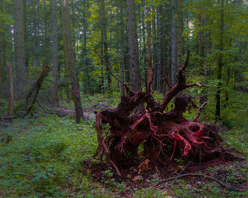 Trees in forest