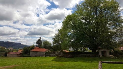 Trees and grass against sky