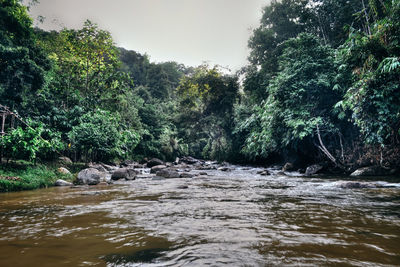 Scenic view of river flowing amidst trees in forest