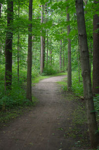 Footpath amidst trees in forest