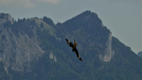 Low angle view of eagle flying in mountains