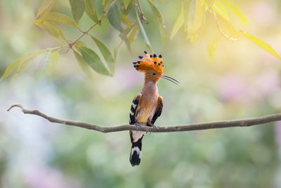 Close-up of bird perching on branch