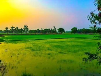 Scenic view of rice field against sky