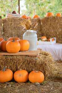 Pumpkins on hay