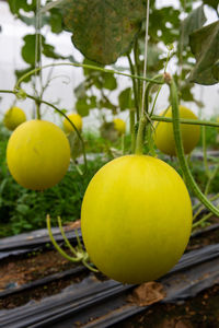 Close-up of lemon growing on tree