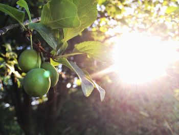 Low angle view of fruits on tree