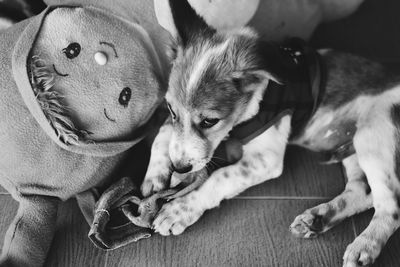 Close-up of a dog resting at home